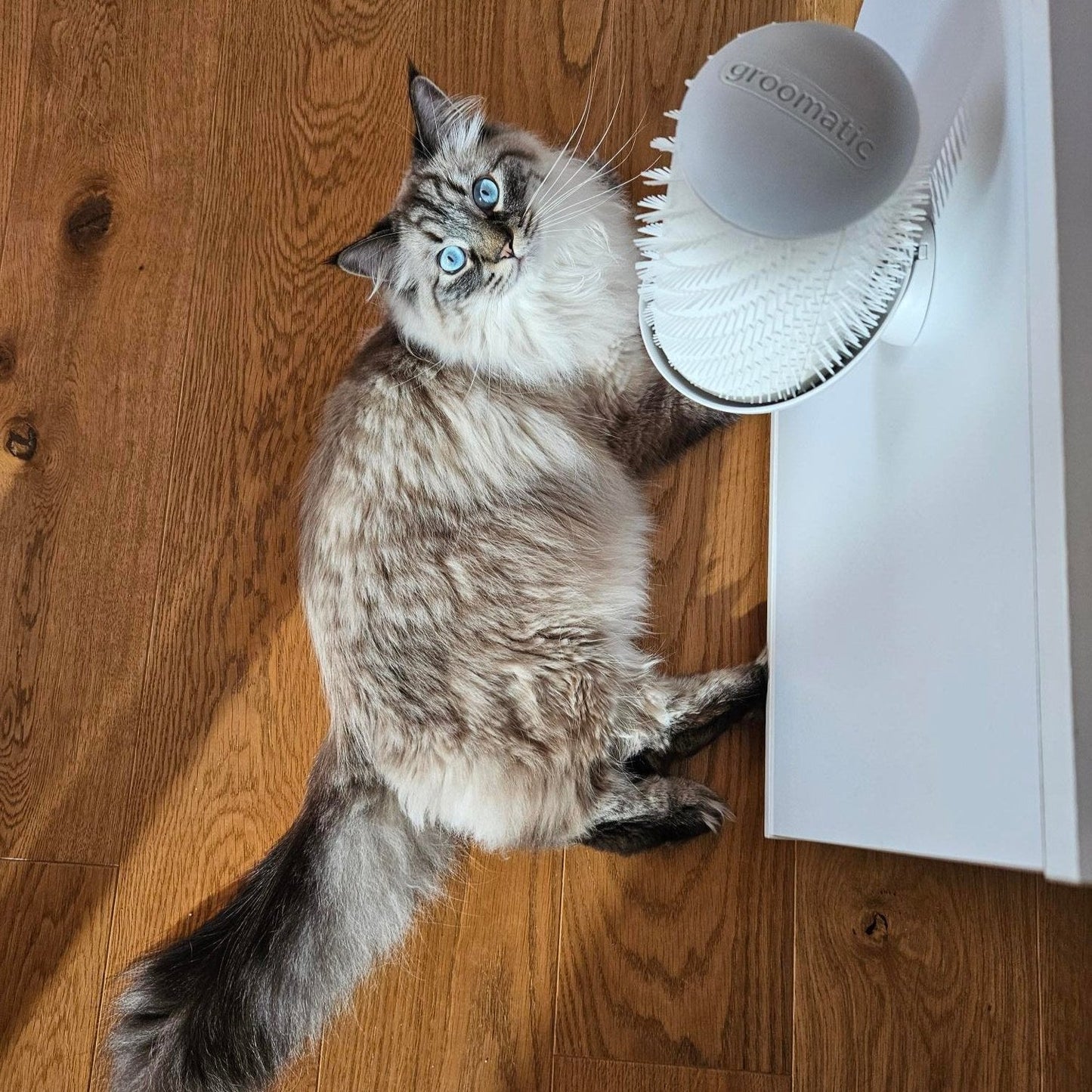 Groomatic ® | Die automatische Fellbürste für Katzen - groomatic